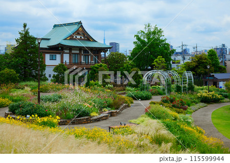 カラフルなガーデン　オーナメンタルグラス　宮前公園 115599944