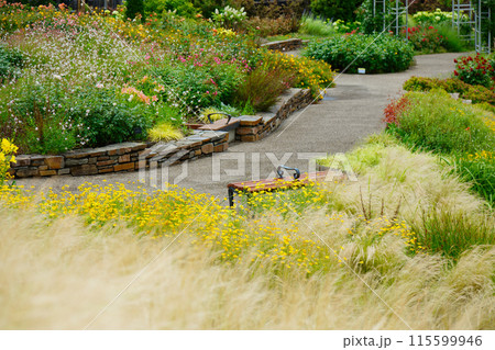 カラフルなガーデン　オーナメンタルグラス　宮前公園 115599946
