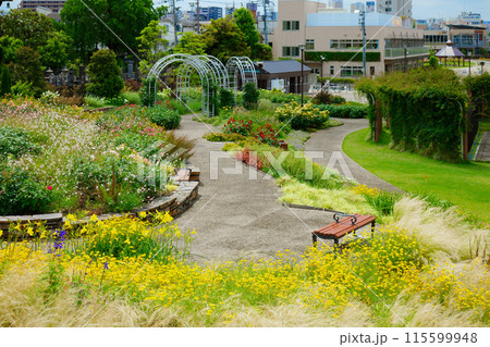 カラフルなガーデン オーナメンタルグラス 宮前公園 カラフルなガーデン オーナメンタルグラス 宮前公園 115599948