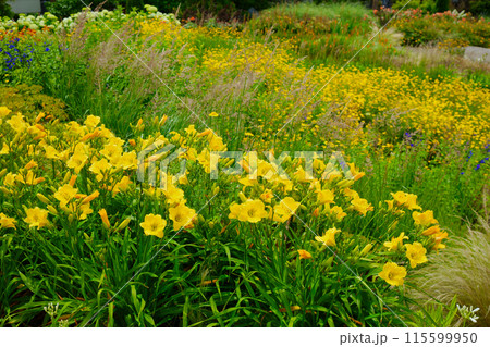カラフルなガーデン　オーナメンタルグラス　宮前公園 115599950