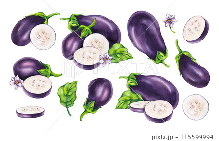Watercolor Eggplant isolated on white background set Watercolor Eggplant isolated on white background set 115599994