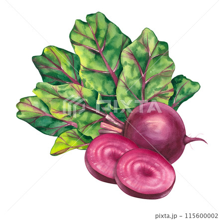Beetroot isolated hand drawn for print and design 115600002
