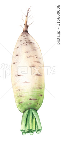 Daikon, mooli, white radish green watercolor vegetable with pieces 115600006