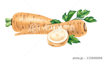 Parsnip watercolor vegetable plant gardening Parsnip watercolor vegetable plant gardening 115600008