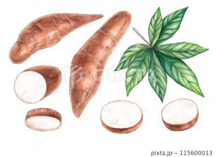 Watercolor Euphorbiaceae also called cassava cassava yuca balinga mogo mandioca kamoteng caja tapioca 115600013