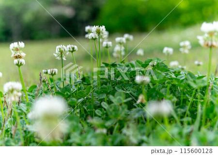 草原に咲くシロツメクサの花 115600128