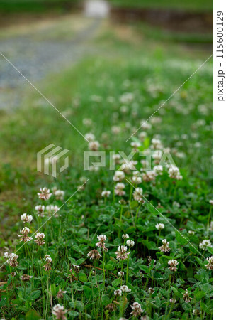 草原に咲くシロツメクサの花 115600129