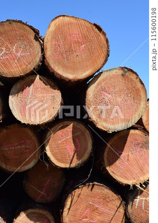 切り出された杉の丸太 山形県庄内 切り出された杉の丸太 山形県庄内 115600198