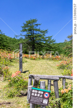湯の丸レンゲツツジ群落 湯の丸高原 湯の丸レンゲツツジ群落 湯の丸高原 115600237