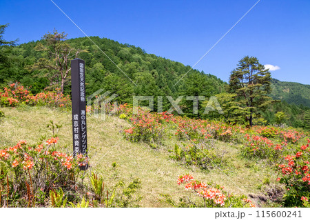 湯の丸レンゲツツジ群落 湯の丸高原 湯の丸レンゲツツジ群落 湯の丸高原 115600241