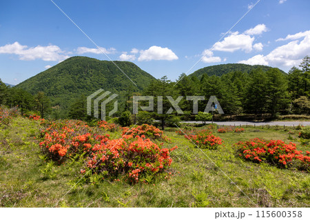 湯の丸高原のレンゲツツジ 115600358