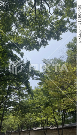 Trees text to Deoksugung Stone Wall Road Trees text to Deoksugung Stone Wall Road 115600459
