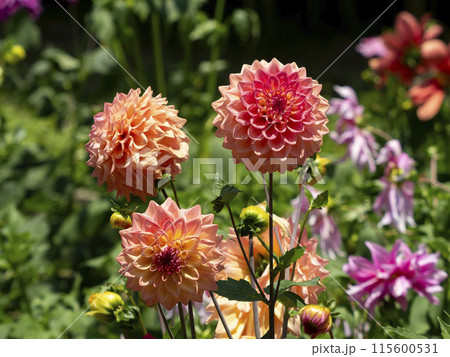 オレンジ色の鮮やかなダリア オレンジ色の鮮やかなダリア 115600531