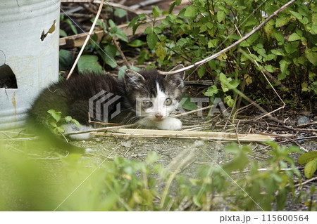 ノラ猫の仔猫が空き地で一休み ノラ猫の仔猫が空き地で一休み 115600564