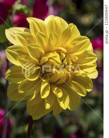 植物園に咲く黄色のダリア 115600647