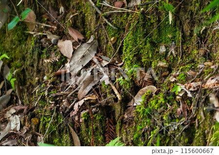 森の中の苔と落ち葉 森の中の苔と落ち葉 115600667