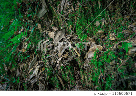 コケと落ち葉 115600671