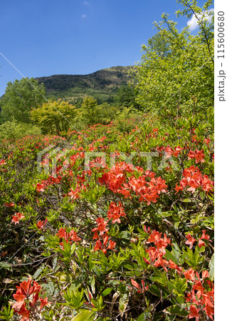 初夏の湯の丸高原 つつじ平のレンゲツツジ 初夏の湯の丸高原 つつじ平のレンゲツツジ 115600680
