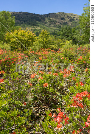 初夏の湯の丸高原　つつじ平のレンゲツツジ 115600681