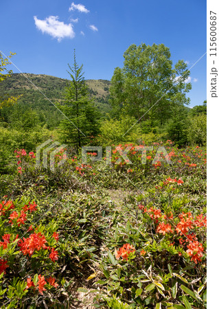 初夏の湯の丸高原　つつじ平のレンゲツツジ 115600687