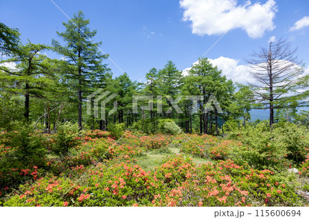 初夏の湯の丸高原　つつじ平のレンゲツツジ 115600694