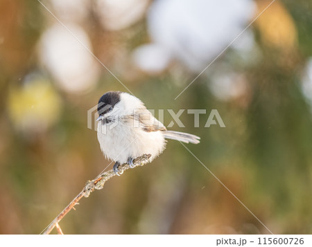 Cute bird the willow tit, song bird sitting on a branch without leaves in the winter. Cute bird the willow tit, song bird sitting on a branch without leaves in the winter. 115600726