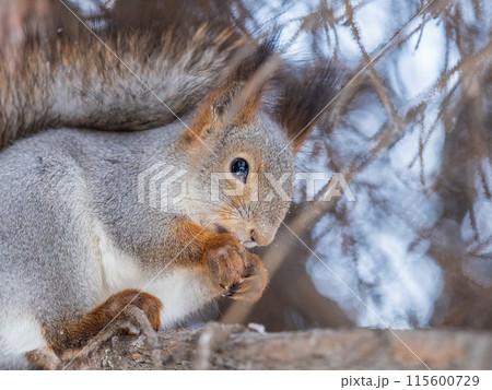 The squirrel with nut sits on tree in the winter or late autumn The squirrel with nut sits on tree in the winter or late autumn 115600729