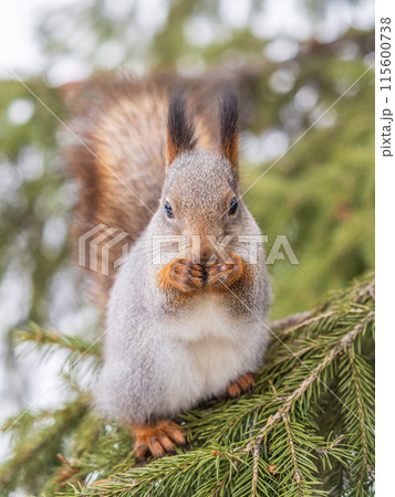 The squirrel with nut sits on tree in the winter or late autumn 115600738