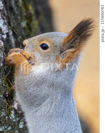The squirrel with nut sits on a branches in the spring or summer. Portrait of the squirrel close-up The squirrel with nut sits on a branches in the spring or summer. Portrait of the squirrel close-up 115600765