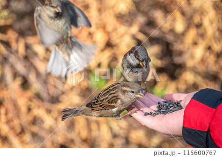 Sparrow eats seeds from a man's hand 115600767