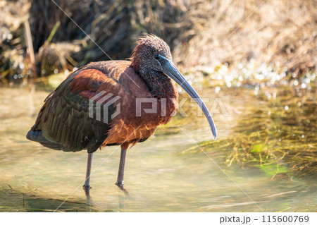 The glossy ibis, latin name Plegadis falcinellus, searching for food in the shallow lagoon. The glossy ibis, latin name Plegadis falcinellus, searching for food in the shallow lagoon. 115600769