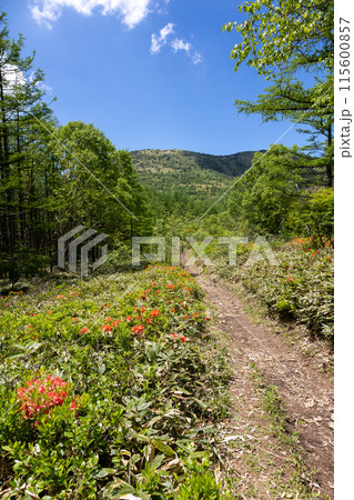 初夏の湯の丸高原 湯ノ丸山への登山道 初夏の湯の丸高原 湯ノ丸山への登山道 115600857