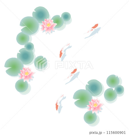 睡蓮の池で泳ぐ錦鯉のイラスト 115600901