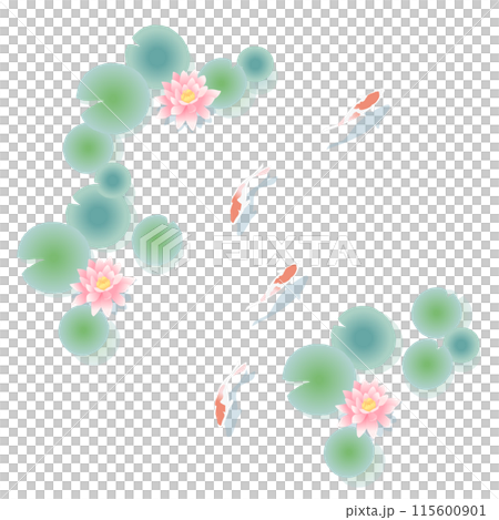 錦鯉在睡蓮池裡游泳的插圖 115600901