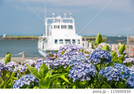 琵琶湖岸の公園 なぎさ公園に咲く夏の花アジサイ 大津市 琵琶湖岸の公園 なぎさ公園に咲く夏の花アジサイ 大津市 115600930