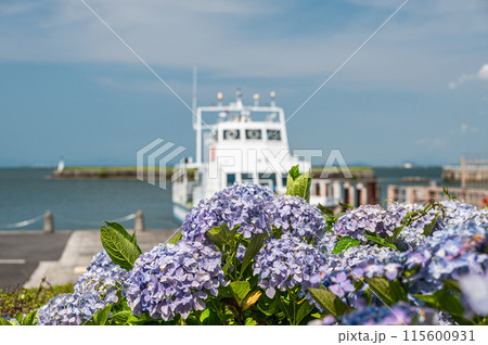琵琶湖岸の公園　なぎさ公園に咲く夏の花アジサイ　大津市 115600931