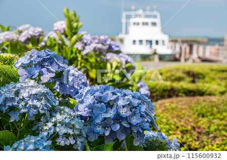 琵琶湖岸の公園 なぎさ公園に咲く夏の花アジサイ 大津市 琵琶湖岸の公園 なぎさ公園に咲く夏の花アジサイ 大津市 115600932