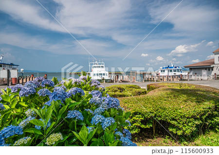 琵琶湖岸の公園 なぎさ公園に咲く夏の花アジサイ 大津市 琵琶湖岸の公園 なぎさ公園に咲く夏の花アジサイ 大津市 115600933
