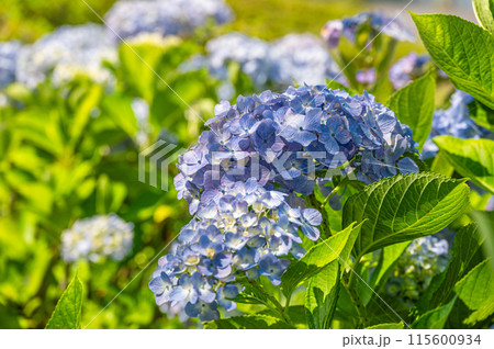 琵琶湖岸の公園　なぎさ公園に咲く夏の花アジサイ　大津市 115600934