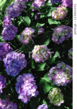 千葉県多古町あじさいロード 115601032