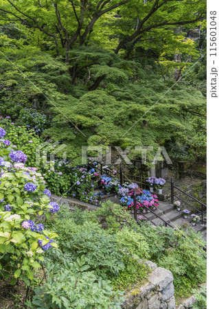 長谷寺（奈良県）あじさい回廊 115601048