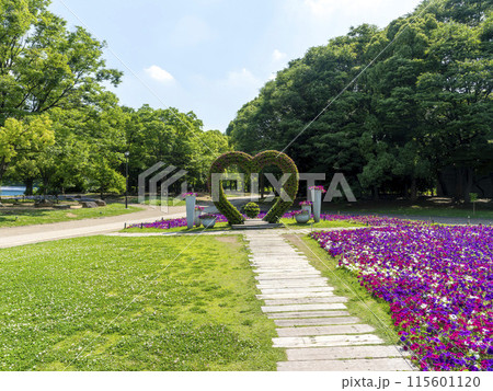 長居植物園の大花壇 115601120