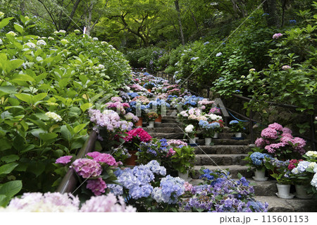長谷寺（奈良県）あじさい回廊 115601153
