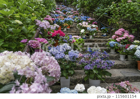 長谷寺(奈良県)あじさい回廊 長谷寺(奈良県)あじさい回廊 115601154