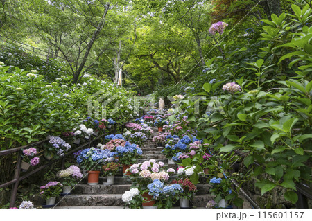 長谷寺（奈良県）あじさい回廊 115601157