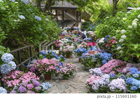 長谷寺(奈良県)あじさい回廊 長谷寺(奈良県)あじさい回廊 115601160