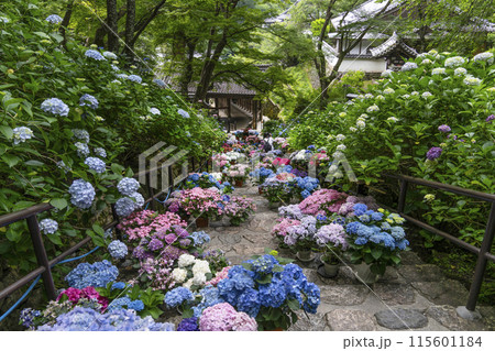 長谷寺(奈良県)あじさい回廊 長谷寺(奈良県)あじさい回廊 115601184