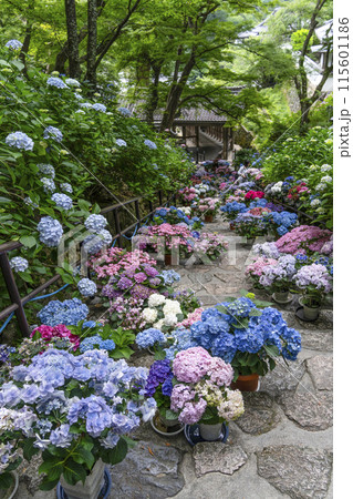 長谷寺（奈良県）あじさい回廊 115601186
