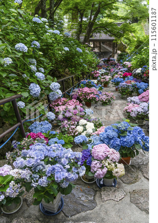 長谷寺（奈良県）あじさい回廊 115601187
