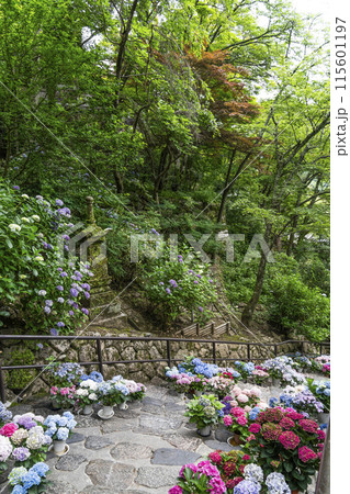 長谷寺（奈良県）あじさい回廊 115601197